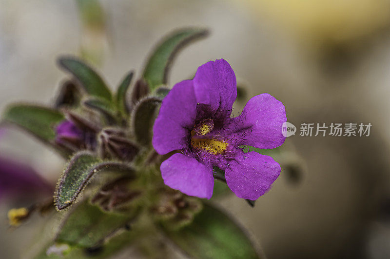 托雷猴花，Diplacus torreyi，近展望峰，拉森火山国家公园，加利福尼亚;Cascade山脉，松科。